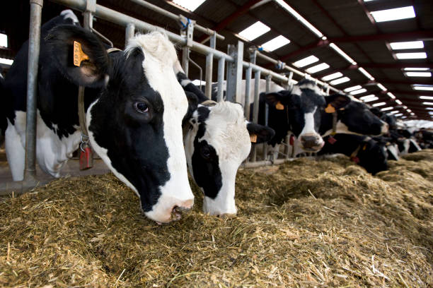 roda mexico quimicos agropecuaria vacuno campo